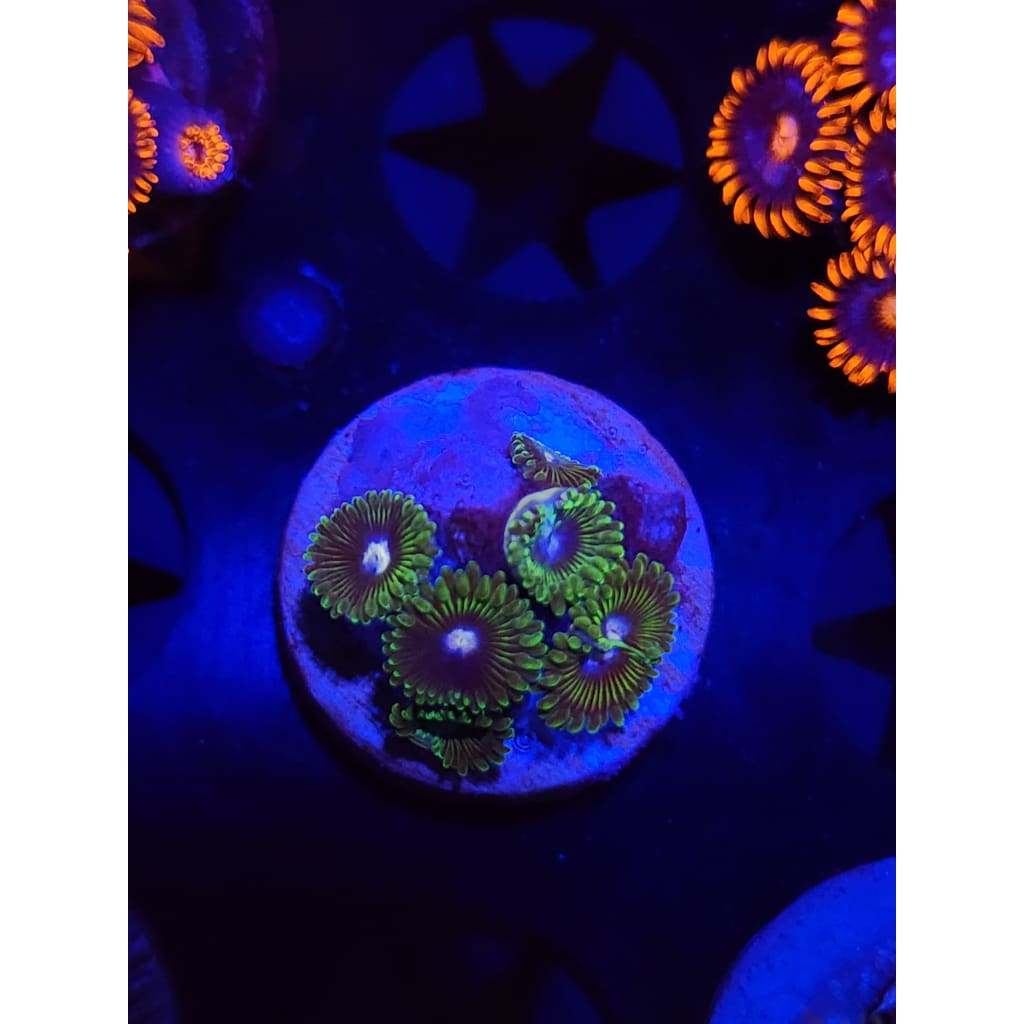 Tweety Bird Zoanthid Frag WYSIYWG!