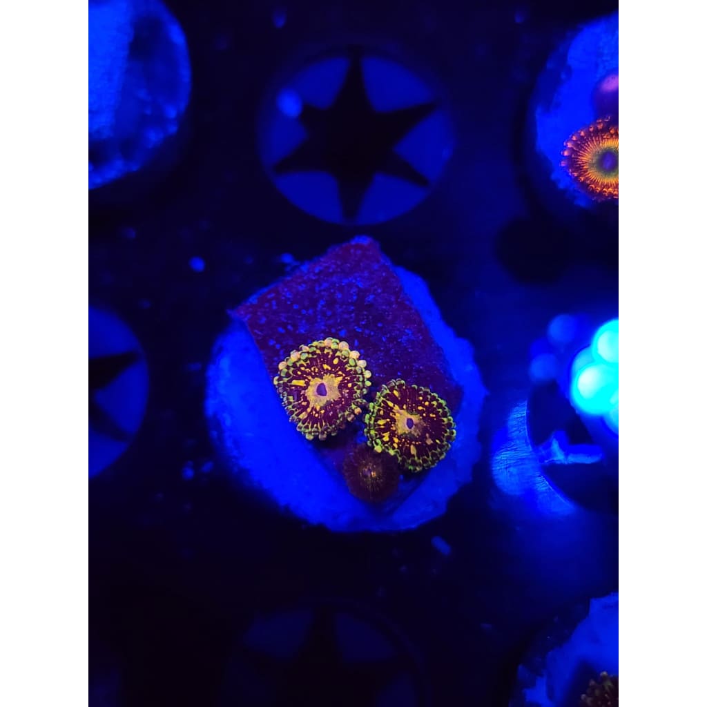 UC Grim Reaper Zoanthid Frag WYSIWYG!