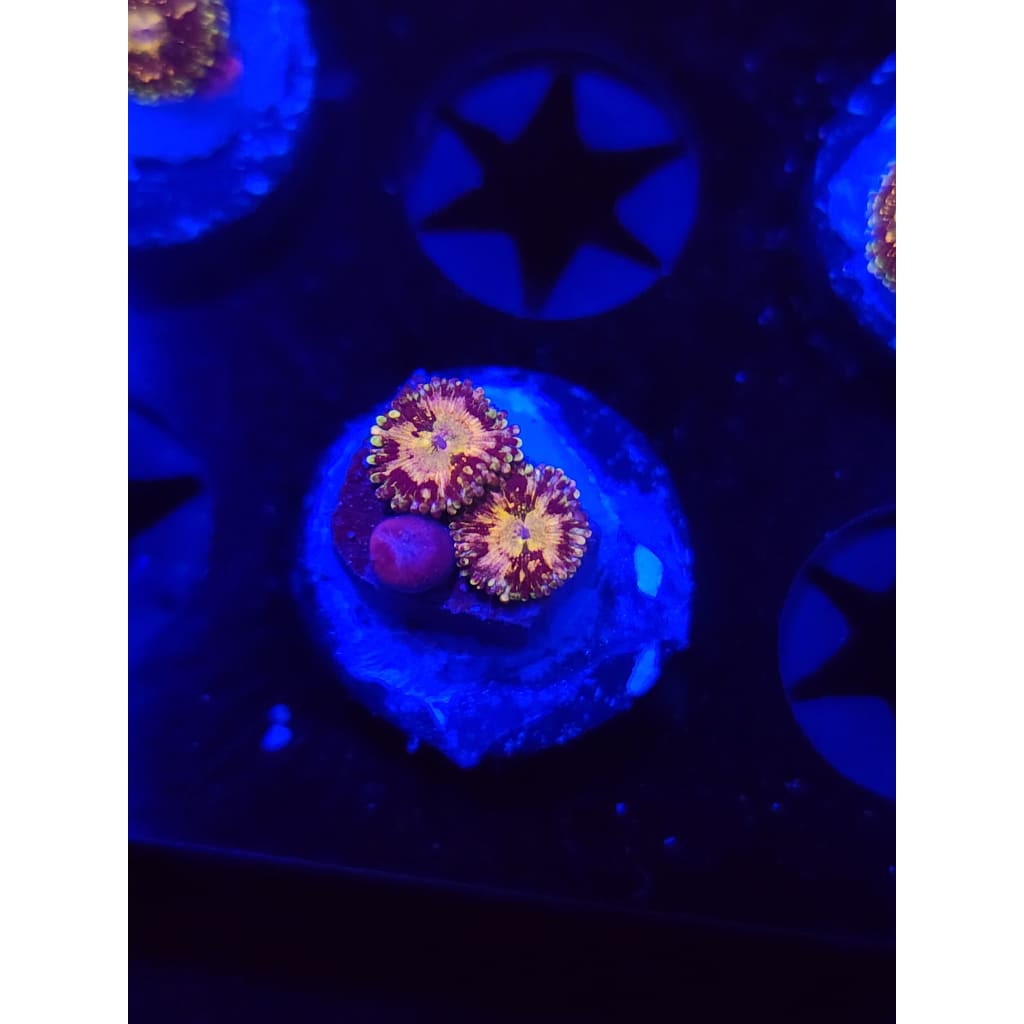 UC Grim Reaper Zoanthid Frag WYSIWYG!