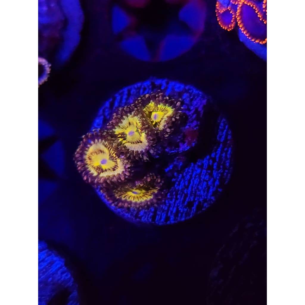 UC Grim Reaper Zoanthid Frag WYSIWYG!