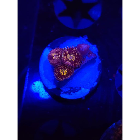 UC Grim Reaper Zoanthid Frag WYSIWYG!