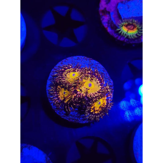 UC Grim Reaper Zoanthid Frag WYSIWYG!
