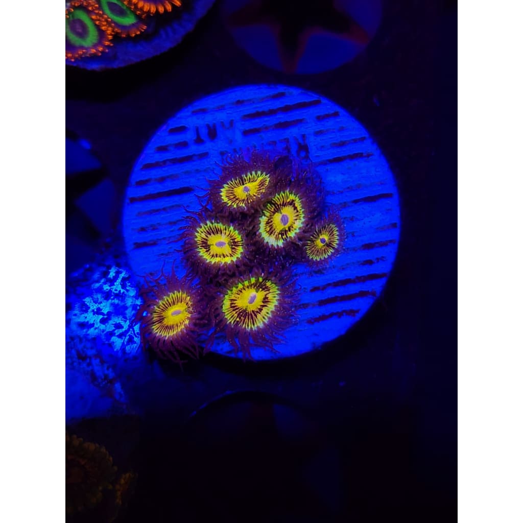 UC Grim Reaper Zoanthid Frag WYSIWYG!