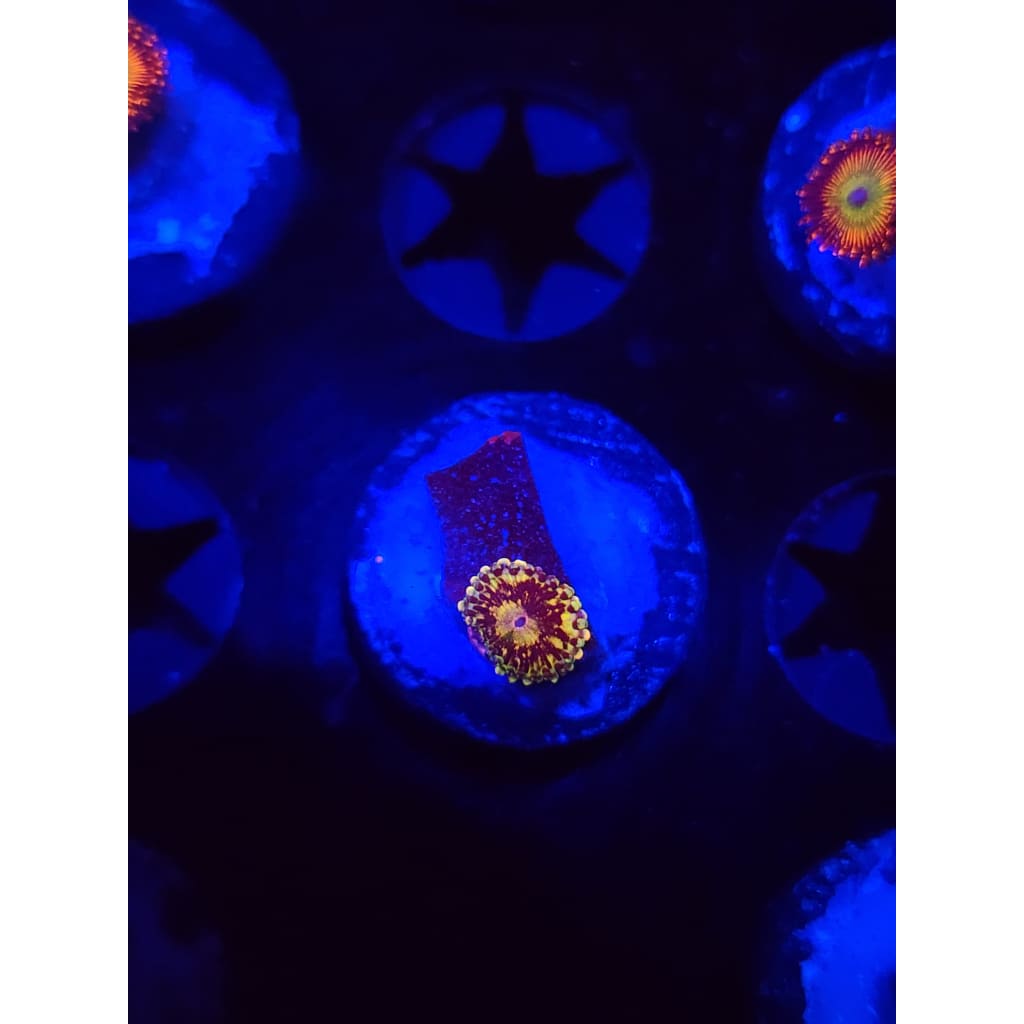 UC Grim Reaper Zoanthid Frag WYSIWYG!