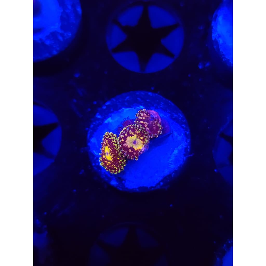 UC Grim Reaper Zoanthid Frag WYSIWYG!