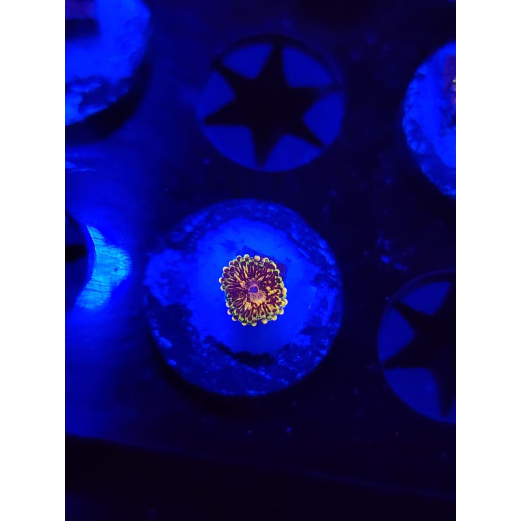 UC Grim Reaper Zoanthid Frag WYSIWYG!