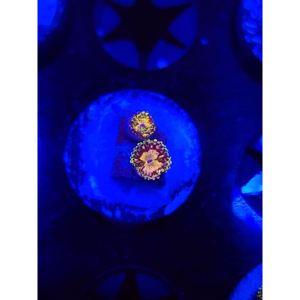 UC Grim Reapers Zoanthid Frag WYSIWYG!