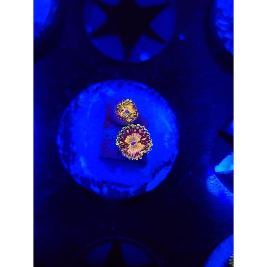 UC Grim Reapers Zoanthid Frag WYSIWYG!