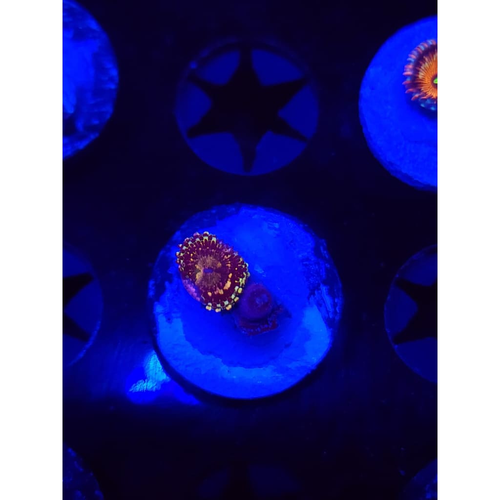 UC Grim Reapers Zoanthid Frag WYSIWYG!
