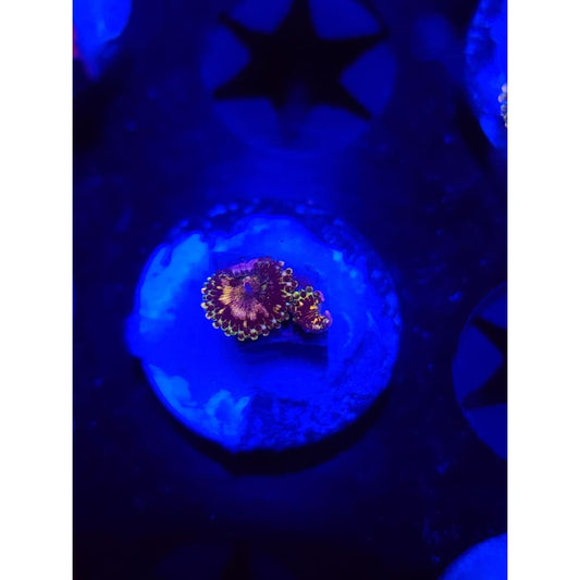 UC Grim Reapers Zoanthid Frag WYSIWYG!