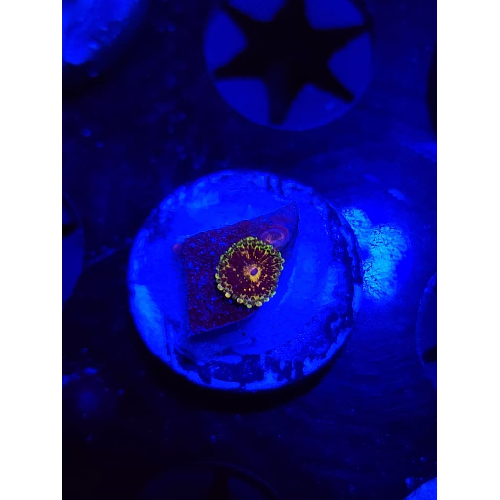 UC Grim Reapers Zoanthid Frag WYSIWYG!
