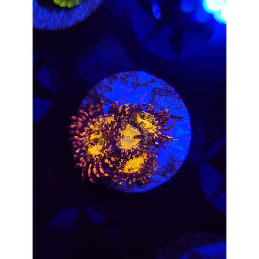 UC Grim Reapers Zoanthid Frag WYSIWYG!