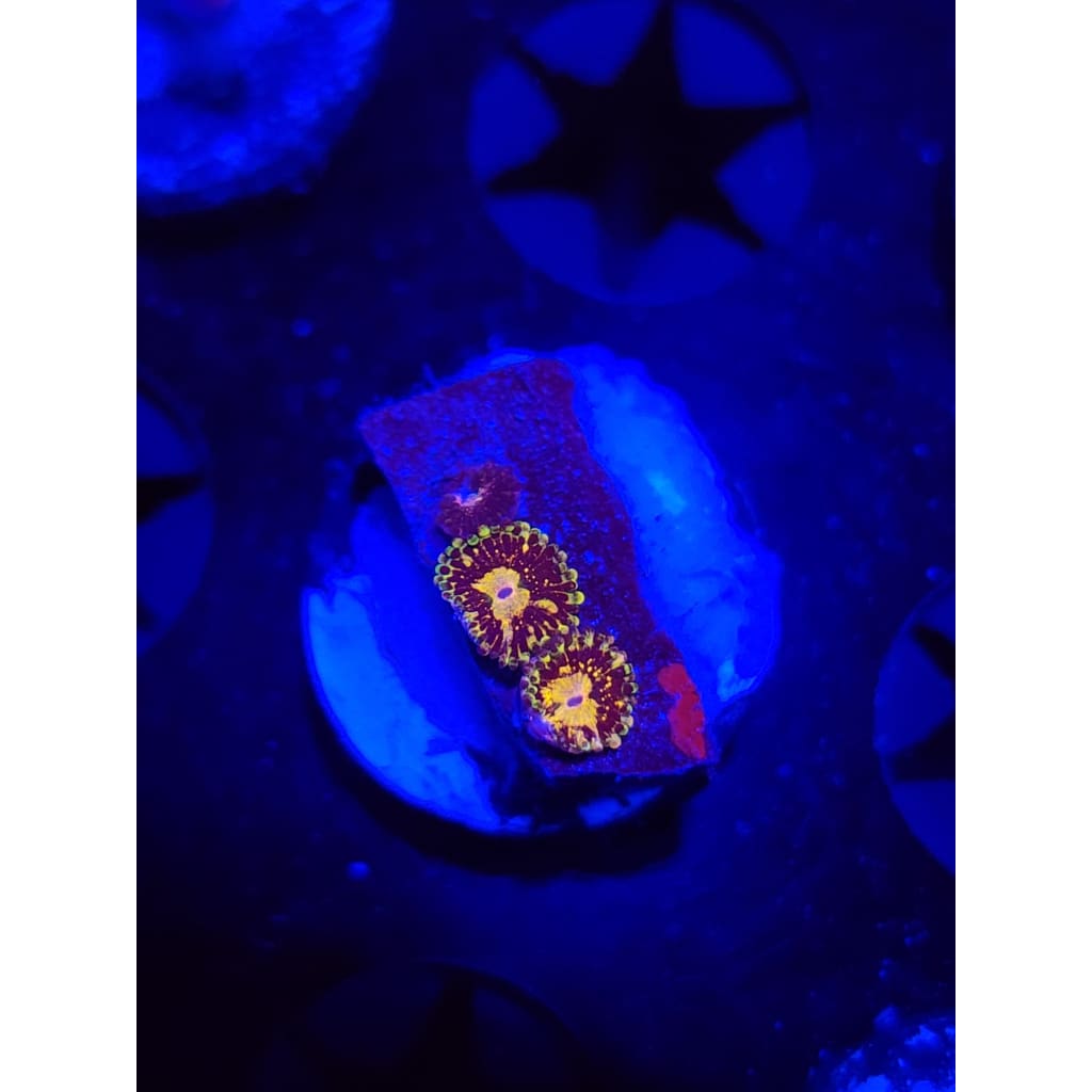 UC Grim Reapers Zoanthid Frag WYSIWYG!
