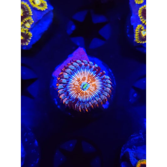 Ultimate White Zombie Zoanthid Frag WYSIWYG!