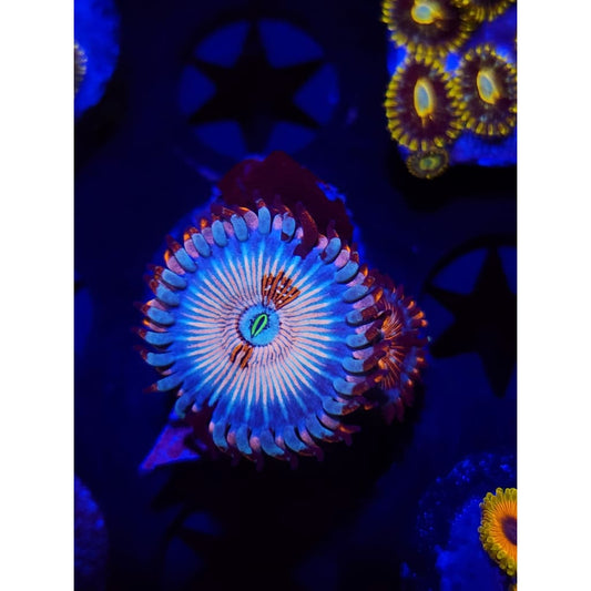 Ultimate White Zombie Zoanthid Frag WYSIWYG!