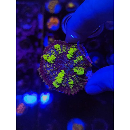 Uranium Bounce Mushroom WYSIWYG!