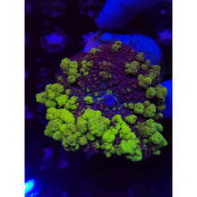 Load image into Gallery viewer, Uranium Bounce Mushroom WYSIWYG!
