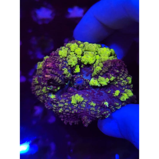 Uranium Bounce Mushroom WYSIWYG!