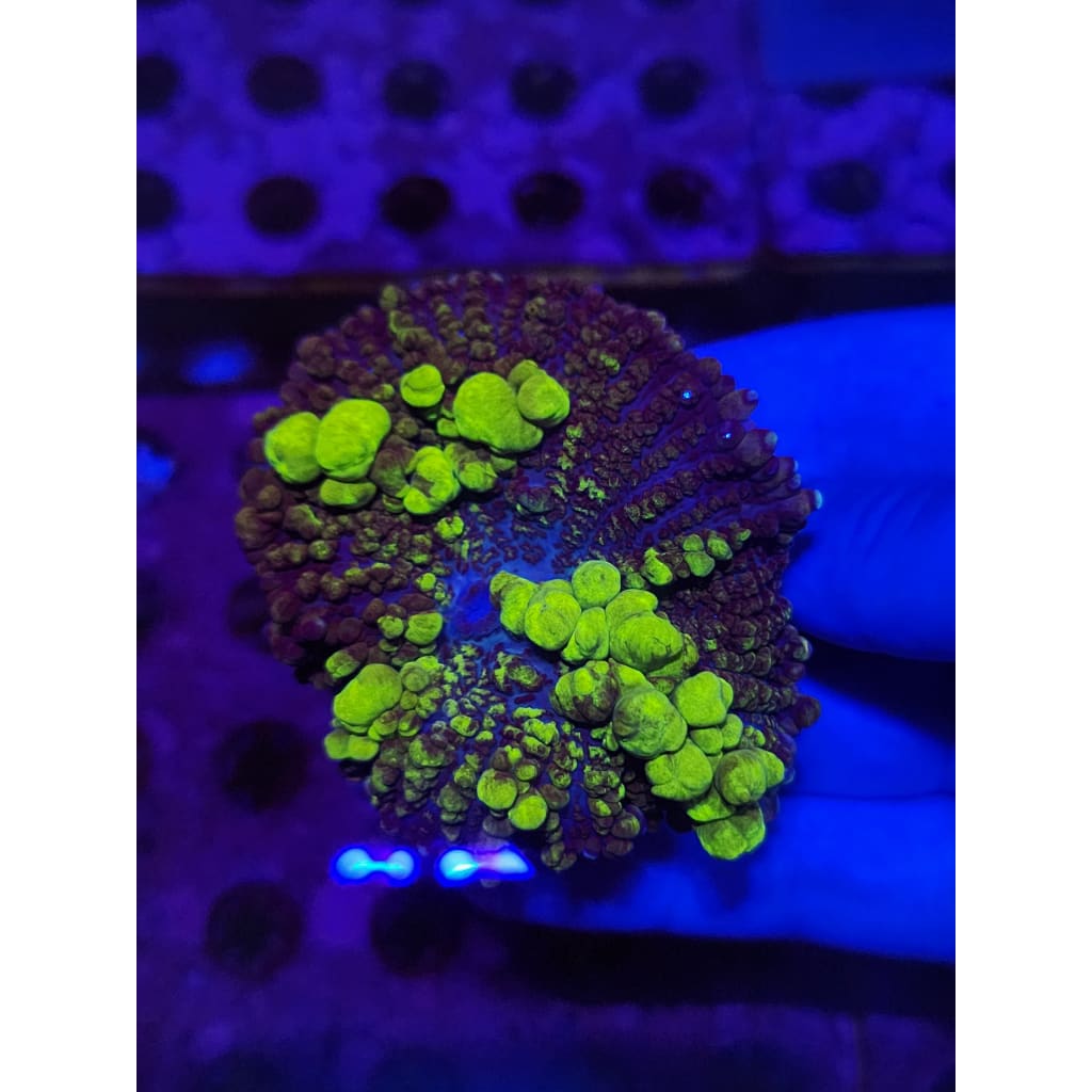 Uranium Bounce Mushroom WYSIWYG!
