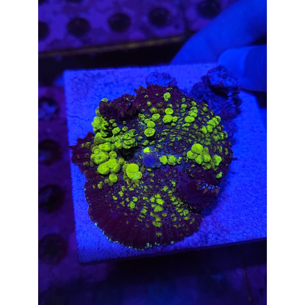 Uranium Bounce Mushroom WYSIWYG!