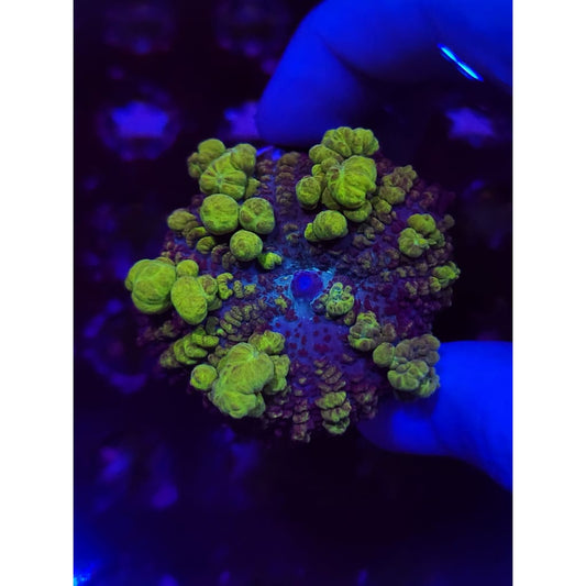 Uranium Bounce Mushroom WYSIWYG!