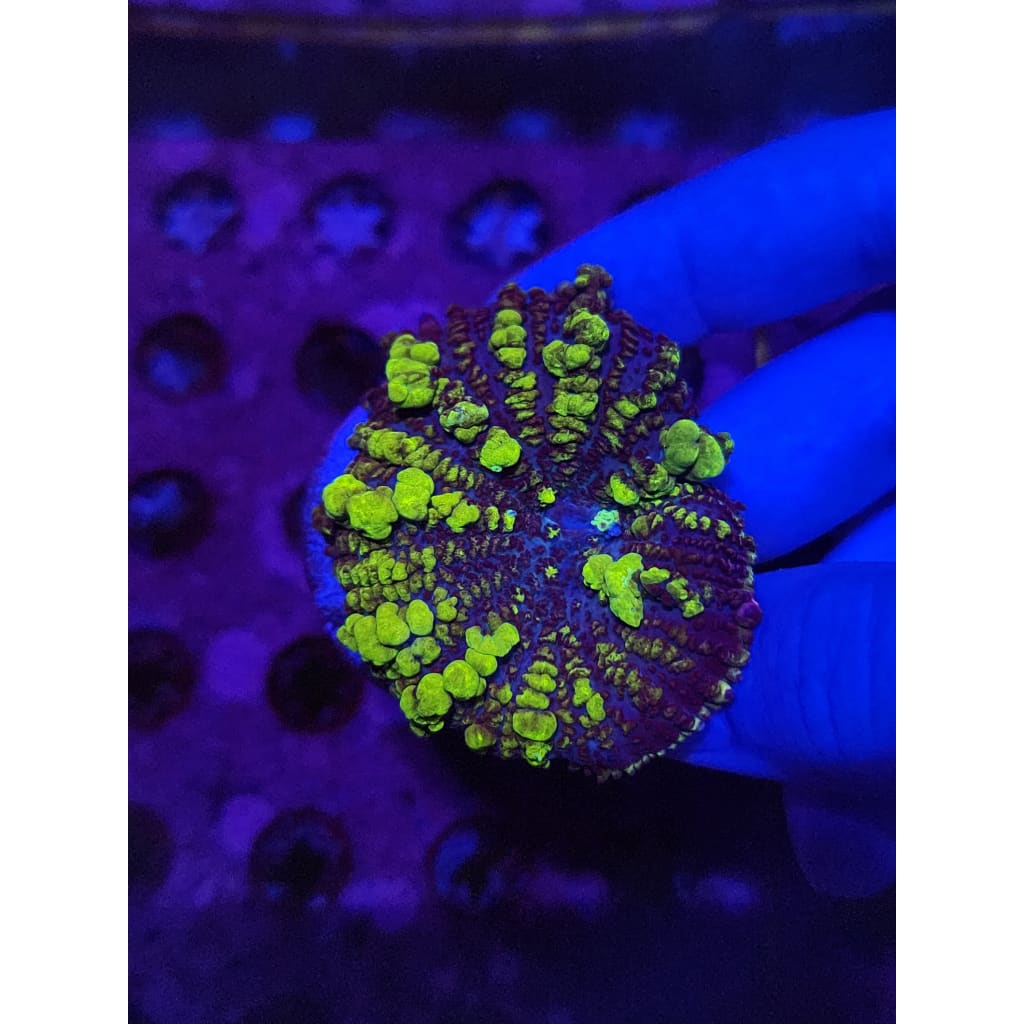 Uranium Bounce Mushroom WYSIWYG!