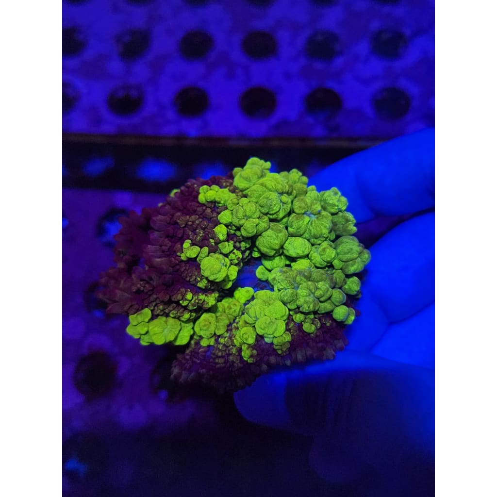 Uranium Bounce Mushroom WYSIWYG!