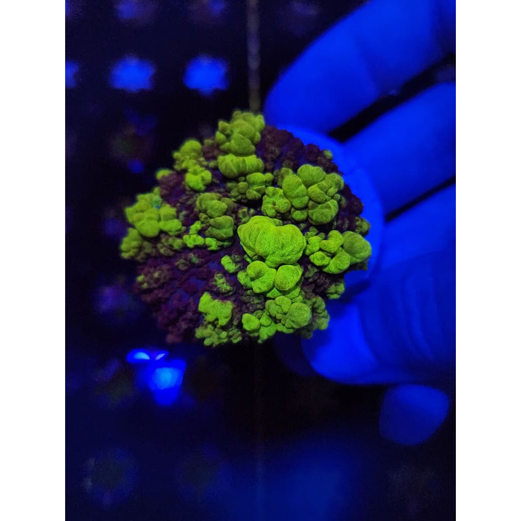 Uranium Bounce Mushroom WYSIWYG!