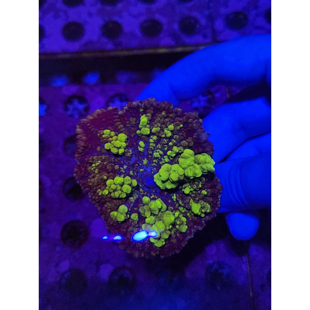 Uranium Bounce Mushroom WYSIWYG!