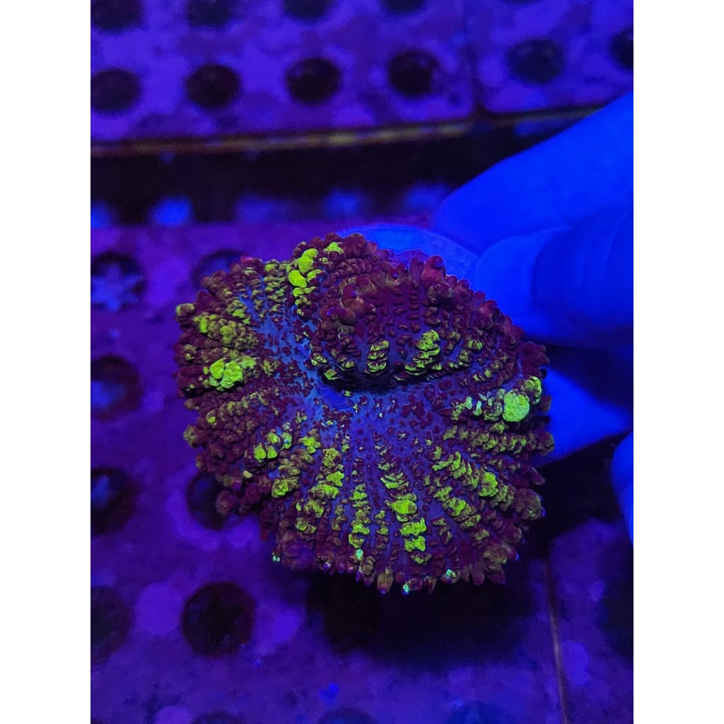 Uranium/Gonzo Golden Dragon Bounce Mushroom Combo WYSIWYG!