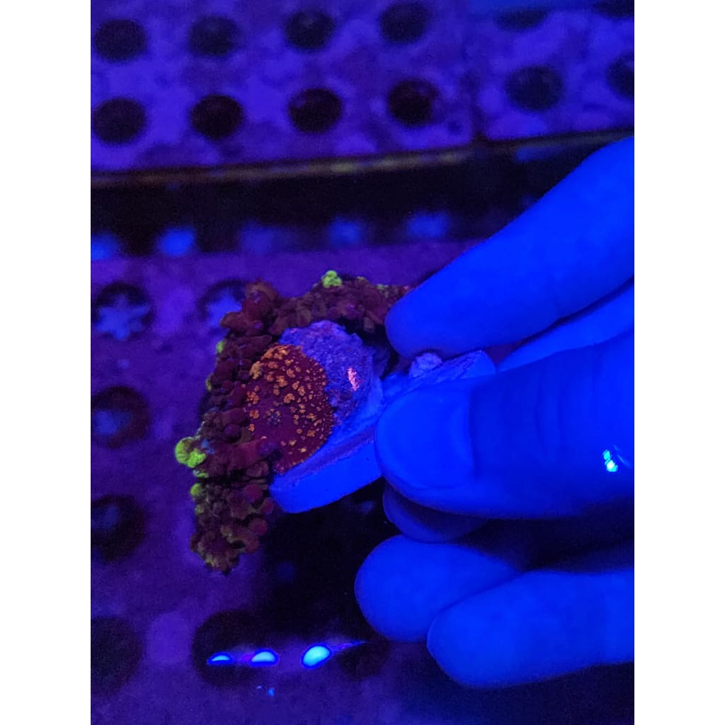 Uranium/Gonzo Golden Dragon Bounce Mushroom Combo WYSIWYG!