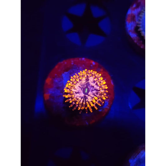 Utter Chaos Zoanthid Frag WYSIWYG!