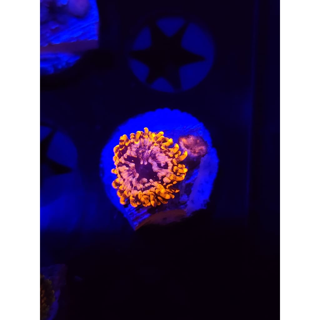 Utter Chaos Zoanthid Frag WYSIWYG!