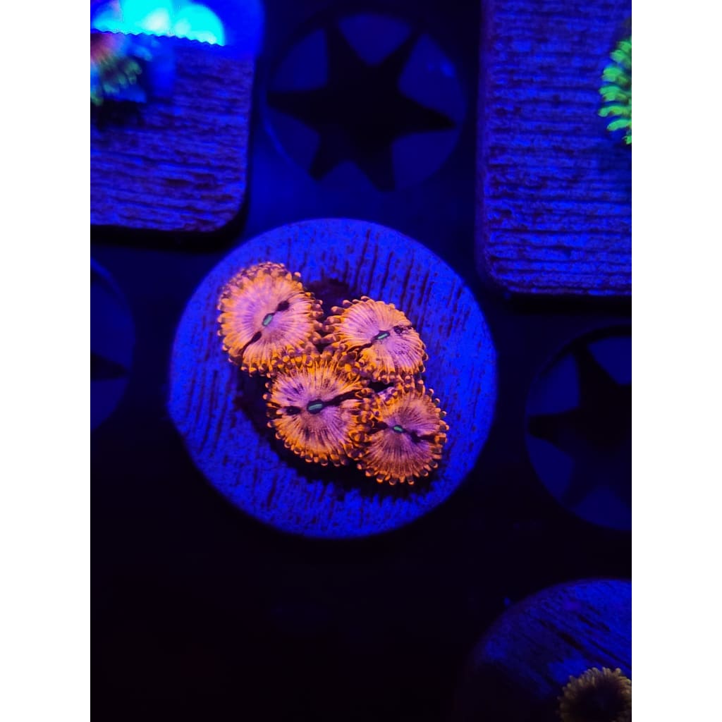 Utter Chaos Zoanthid Frag WYSIWYG!