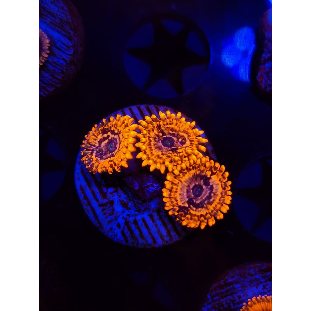 Utter Chaos Zoanthid Frag WYSIWYG!