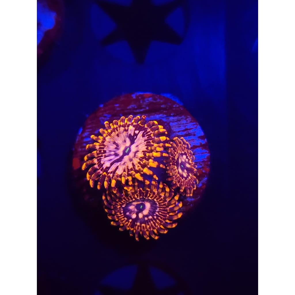 Utter Chaos Zoanthid Frag WYSIWYG!