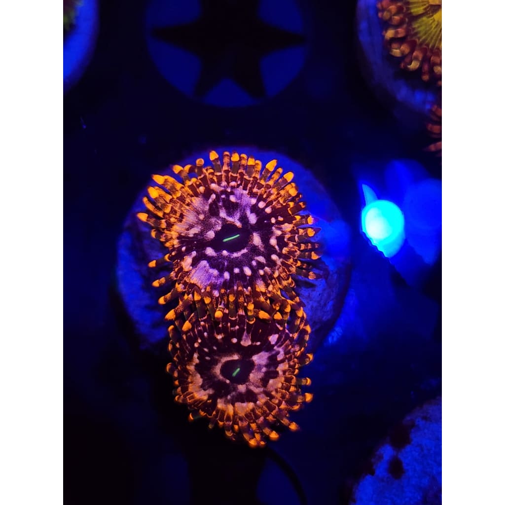 Utter Chaos Zoanthid Frag WYSIYWG!