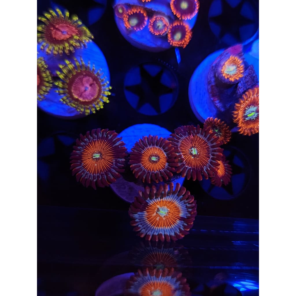 Vamp Killer Zoanthid Frag WYSIWYG!