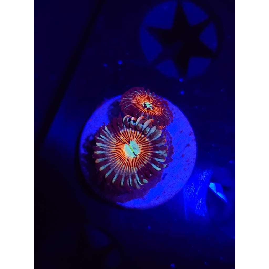 Vamp Killers Zoanthid Frag WYSIWYG!