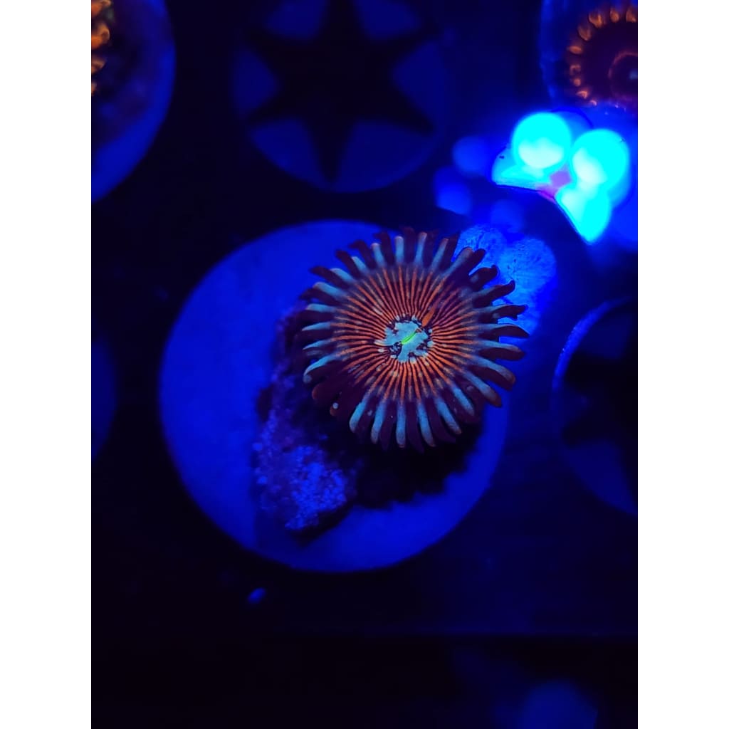 Vamp Killers Zoanthid Frag WYSIWYG!