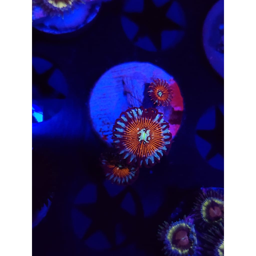 Vamp Killers Zoanthid Frag WYSIWYG!