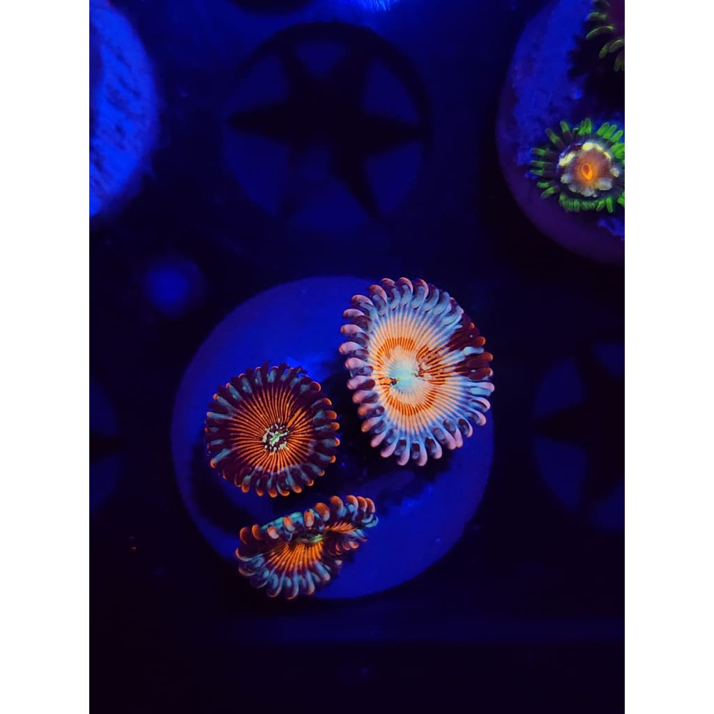Vamp Killers Zoanthid Frag WYSIWYG!