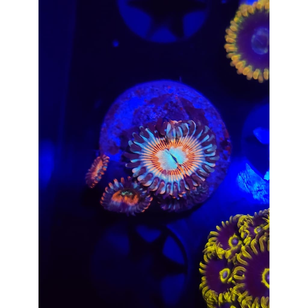 Vamp Killers Zoanthid Frag WYSIWYG!