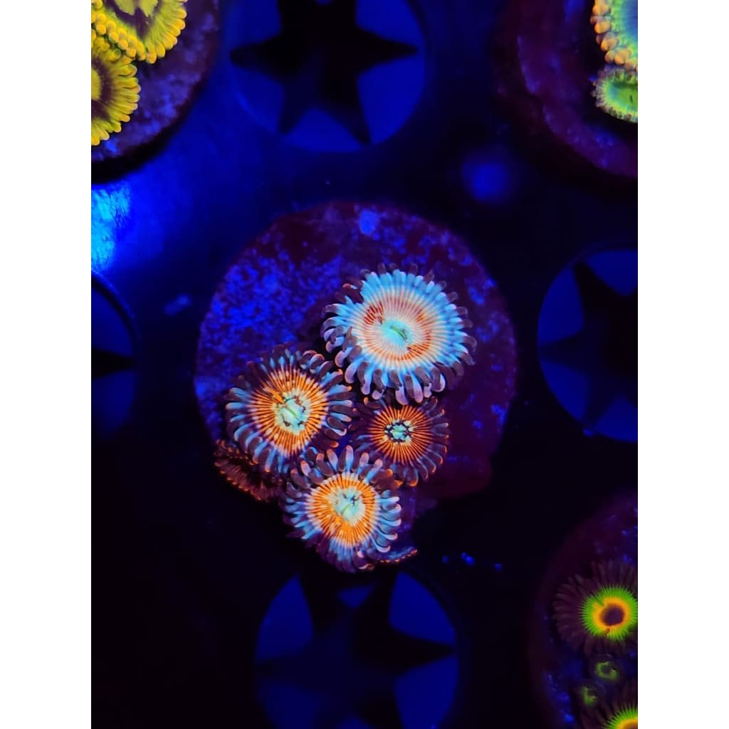 Vamp Killers Zoanthid Frag WYSIWYG!