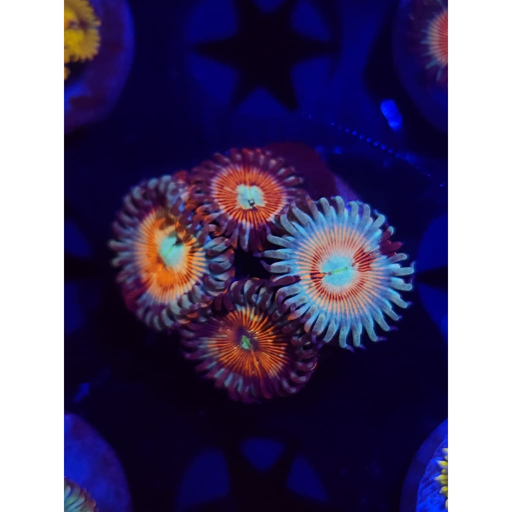 Vamp Killers Zoanthid Frag WYSIWYG!