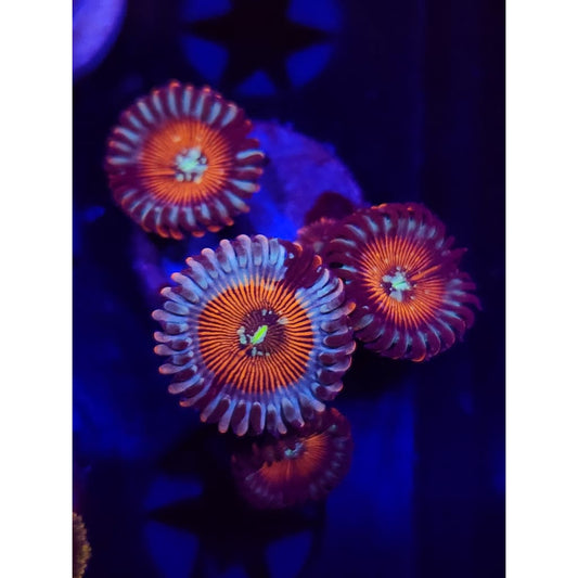 Vamp Killers Zoanthid Frag WYSIWYG!