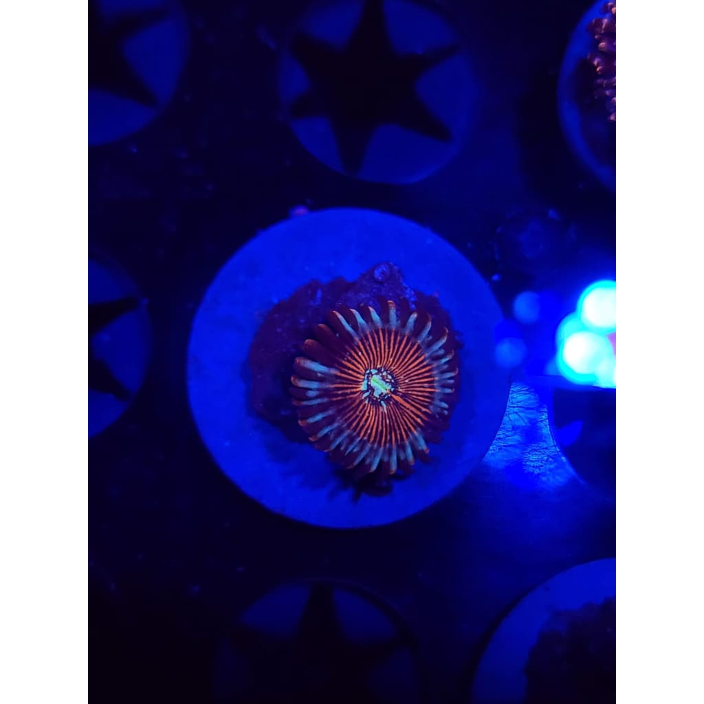 Vamp Killers Zoanthid Frag WYSIWYG!