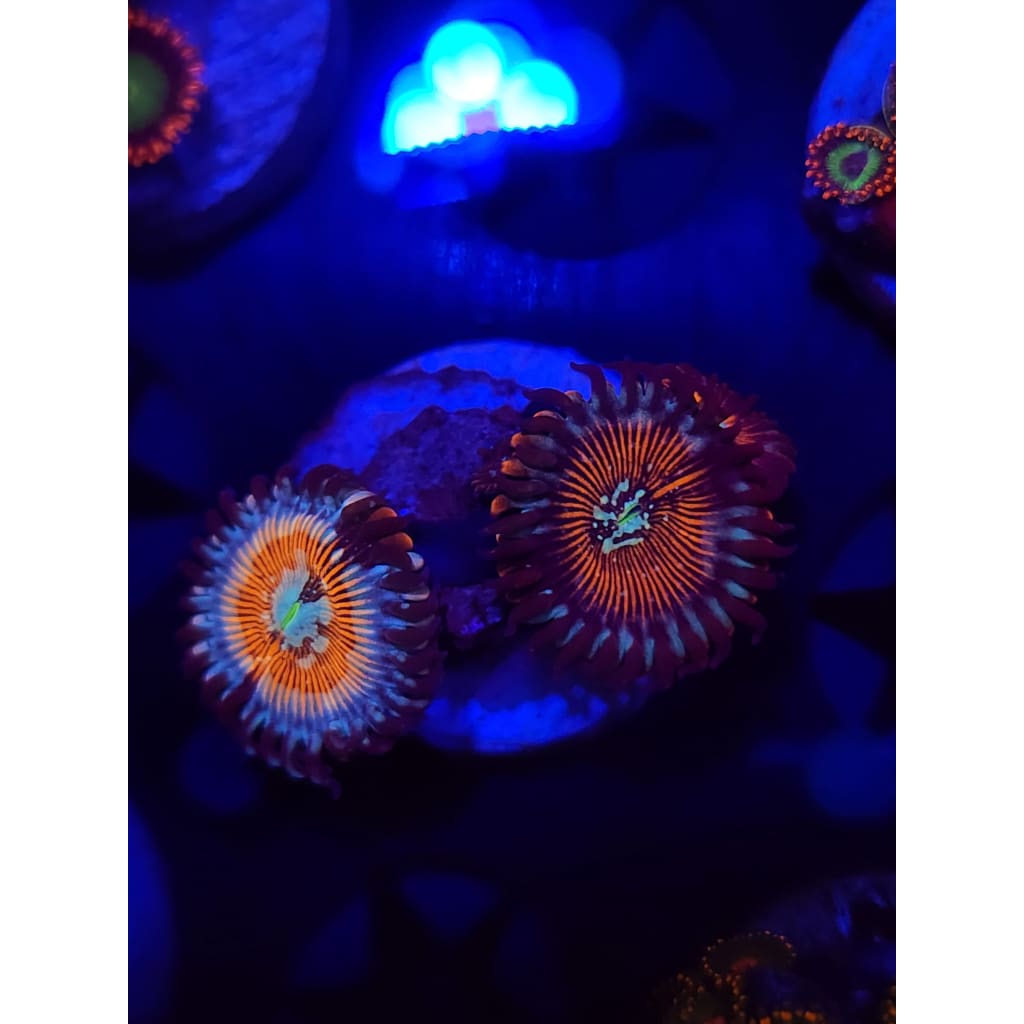 Vamp Killers Zoanthid Frag WYSIWYG!