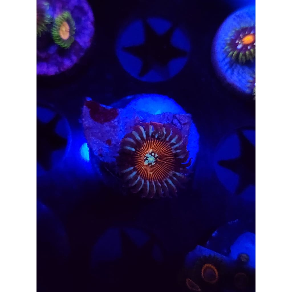 Vamp Killers Zoanthid Frag WYSIWYG!