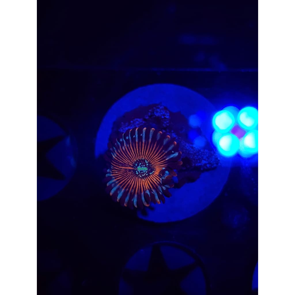 Vamp Killers Zoanthid Frag WYSIWYG!